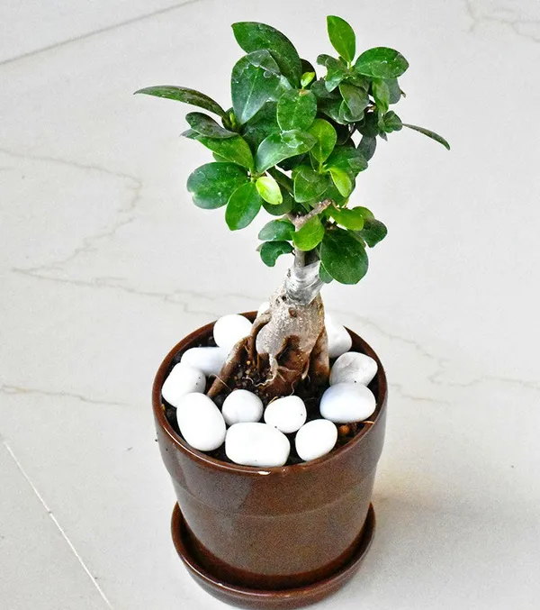 Beautiful_Live_Grafted_Ficus_Bonsai_Tree_Default_Title