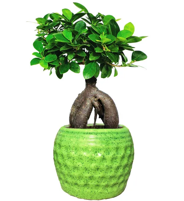 Beautiful_Live_Grafted_Ficus_Bonsai_Tree_Default_Title