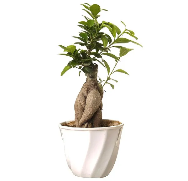 Beautiful_Live_Grafted_Ficus_Bonsai_Tree_Default_Title