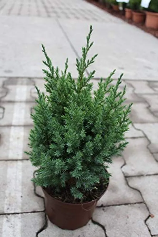 Juniper_Plant_Chinensis_Juniper_Plant_Suitable_For_Bonsai_Sapling_Plant_Default_Title