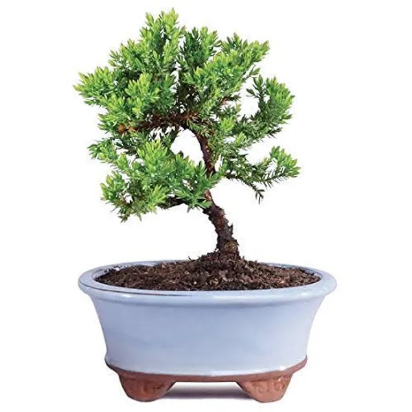 Juniper_Plant_Chinensis_Juniper_Plant_Suitable_For_Bonsai_Sapling_Plant_Default_Title