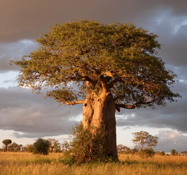 Rare_Baobab_Tree_Mature_3_Years_Old_Sapling_Live_Plant_Default_Title
