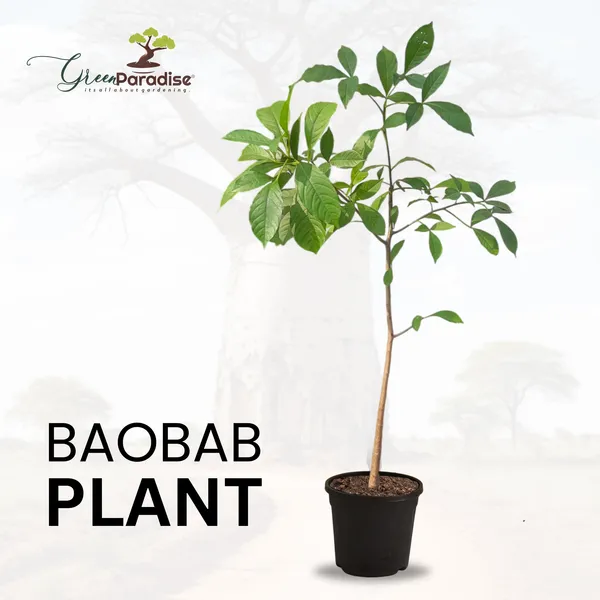 Rare_Baobab_Tree_Mature_3_Years_Old_Sapling_Live_Plant_Default_Title