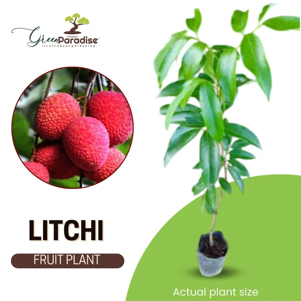 Live_Litchi_Plant_Suitable_For_Bonsai_Default_Title