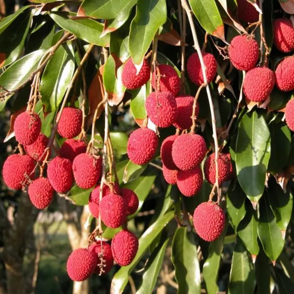 Live_Litchi_Plant_Suitable_For_Bonsai_Default_Title