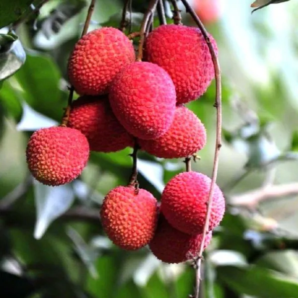 Live_Litchi_Plant_Suitable_For_Bonsai_Default_Title