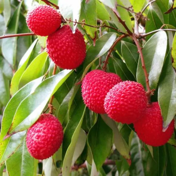 Live_Litchi_Plant_Suitable_For_Bonsai_Default_Title