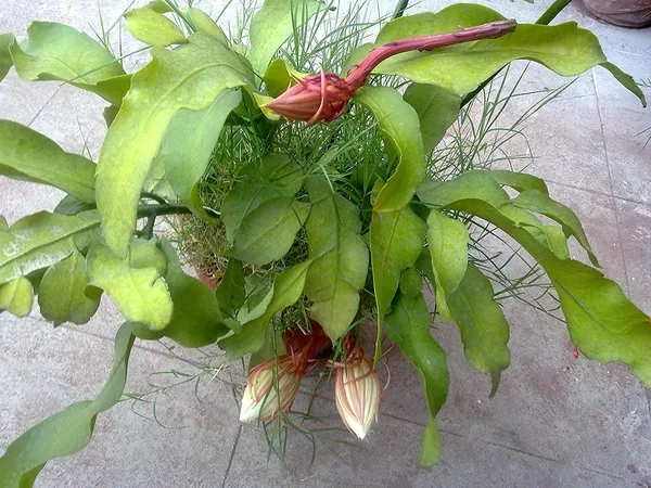 Green_Paradise_Live_And_Rare_Brahmakamal_Plant_1_Healthy_Plant_Default_Title