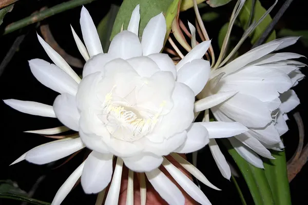Green_Paradise_Live_And_Rare_Brahmakamal_Plant_1_Healthy_Plant_Default_Title