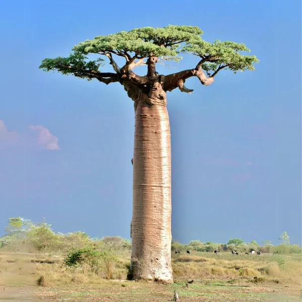 Rare_Baobab_Tree_Kalpvriksh_Choramlo_Live_Healthy_Plant_Default_Title