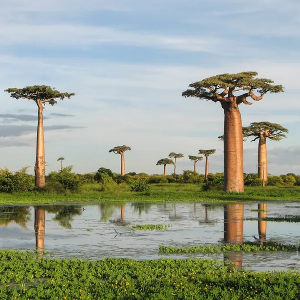 Rare_Baobab_Tree_Kalpvriksh_Choramlo_Live_Healthy_Plant_Default_Title