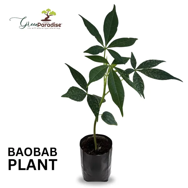 Rare_Baobab_Tree_Kalpvriksh_Choramlo_Live_Healthy_Plant_Default_Title