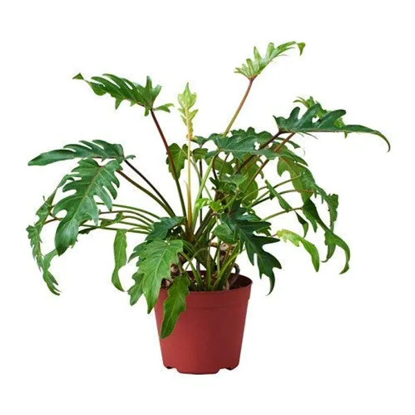 Plant_Xanadu_Air_Purifying_Philodendron_Golden_Green_Color_Plant_Pot_Included_Default_Title