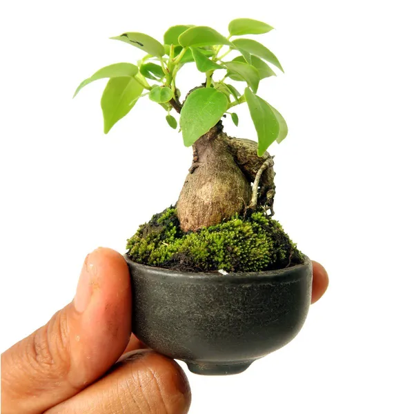 Green_Paradise_Ceramic_Mame_Bonsai_Pots_Set_Of_3_Random_Sizes_Default_Title
