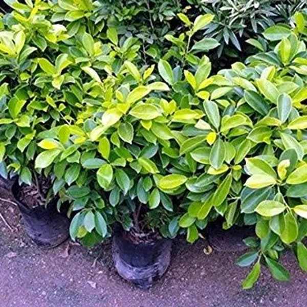 Ficus_Panda_Live_Suitable_For_Bonsai_Plant_Default_Title