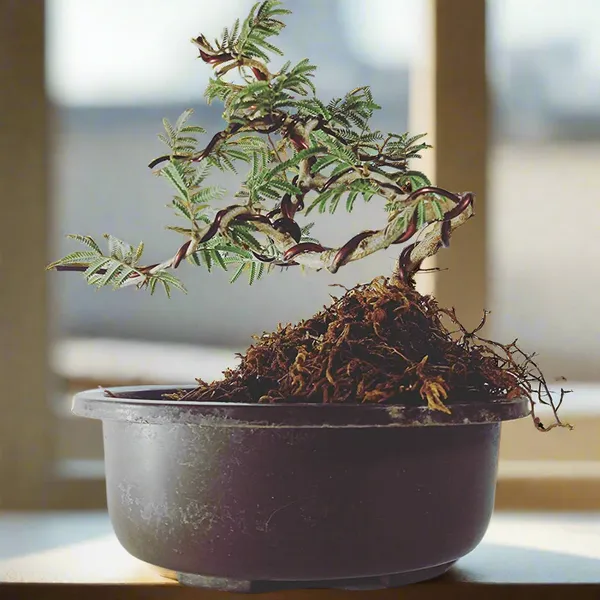 Live_Bonsai_Shami_Tree_Prosopis_Cineraria_3_Years_Old_Live_And_Holy_Bonsai_Shami_Plant_With_Bonsai_Pot_Bring_Goodluck_To_Your_House_Default_Title