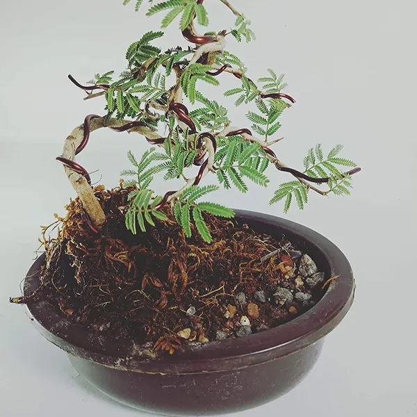 Live_Bonsai_Shami_Tree_Prosopis_Cineraria_3_Years_Old_Live_And_Holy_Bonsai_Shami_Plant_With_Bonsai_Pot_Bring_Goodluck_To_Your_House_Default_Title