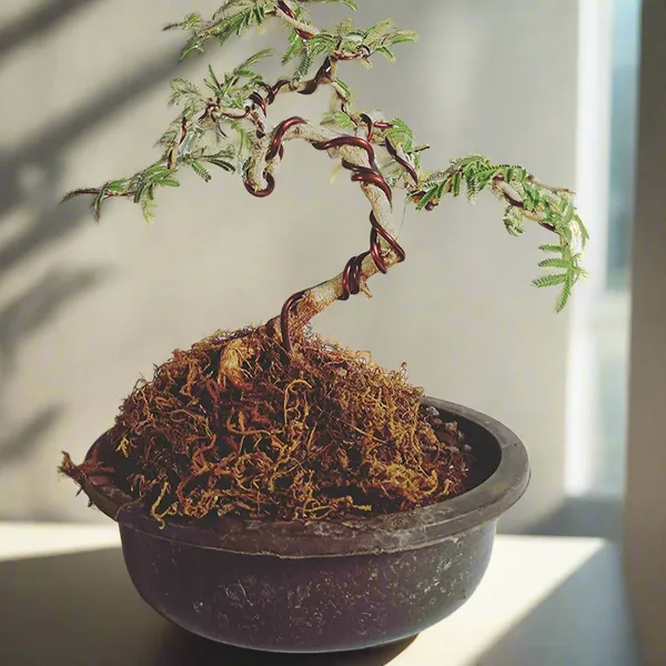 Live_Bonsai_Shami_Tree_Prosopis_Cineraria_3_Years_Old_Live_And_Holy_Bonsai_Shami_Plant_With_Bonsai_Pot_Bring_Goodluck_To_Your_House_Default_Title