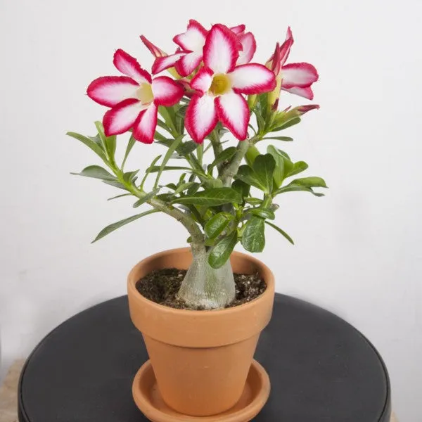 Adenium_Live_Plant_With_Pot_Default_Title