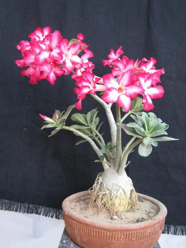 Adenium_Live_Plant_With_Pot_Default_Title