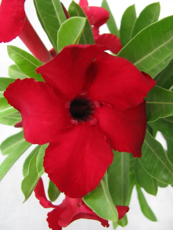 Adenium_Live_Plant_With_Pot_Default_Title