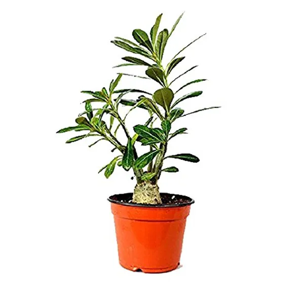 Adenium_Live_Plant_With_Pot_Default_Title