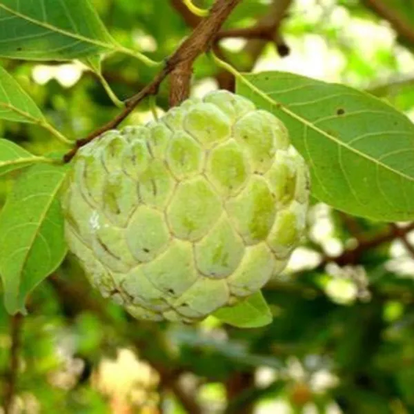 Sitaphal_Custard_Apple_Live_Plant_Suitable_For_Bonsai_And_Containers_Default_Title