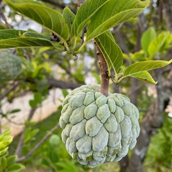 Sitaphal_Custard_Apple_Live_Plant_Suitable_For_Bonsai_And_Containers_Default_Title