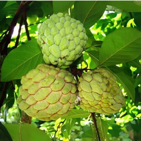 Sitaphal_Custard_Apple_Live_Plant_Suitable_For_Bonsai_And_Containers_Default_Title