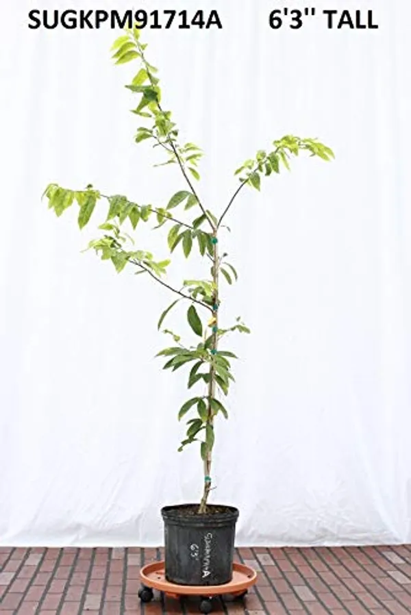 Sitaphal_Custard_Apple_Live_Plant_Suitable_For_Bonsai_And_Containers_Default_Title