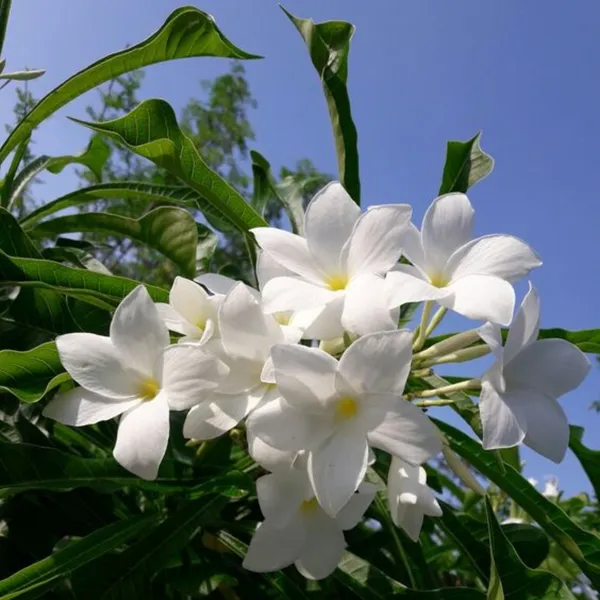 Plumeria_Pudica_Live_Plant_Default_Title