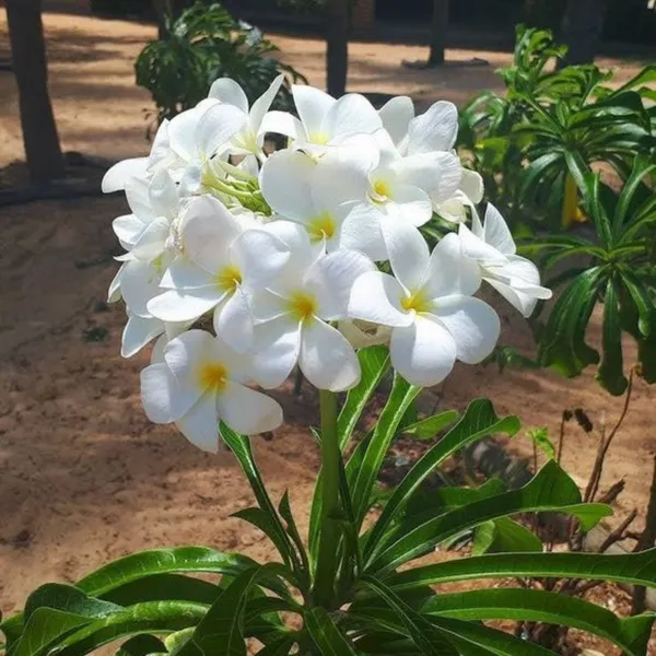 Plumeria_Pudica_Live_Plant_Default_Title