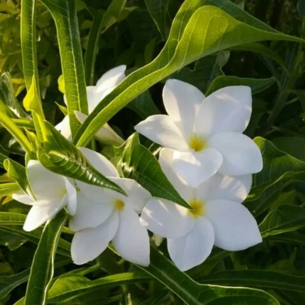 Plumeria_Pudica_Live_Plant_Default_Title