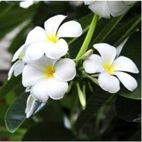 Plumeria_Alba_Good_Luck_Naag_Chmapa_Plant_Default_Title