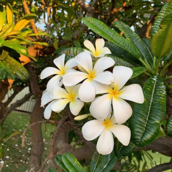 Plumeria_Alba_Good_Luck_Naag_Chmapa_Plant_Default_Title