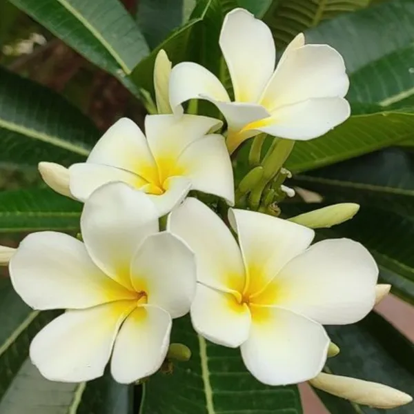 Plumeria_Alba_Good_Luck_Naag_Chmapa_Plant_Default_Title