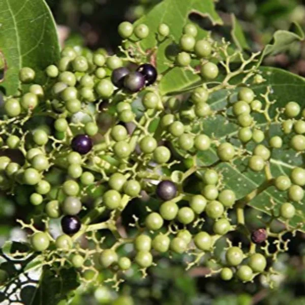 Live_Agnimantha_Premna_Integrifolia_Herbal_Plant_Default_Title