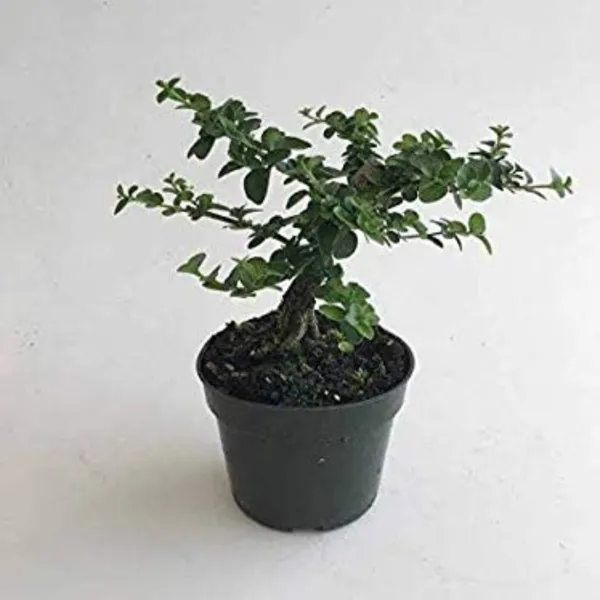 Live_Agnimantha_Premna_Integrifolia_Herbal_Plant_Default_Title