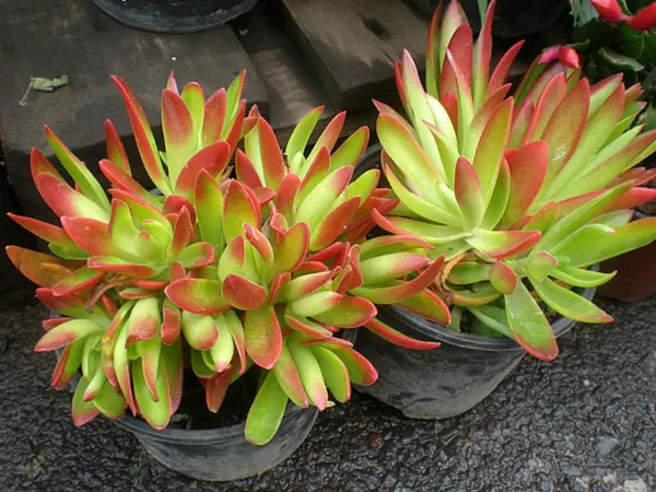 Crassula_Campfire_Plant_Default_Title