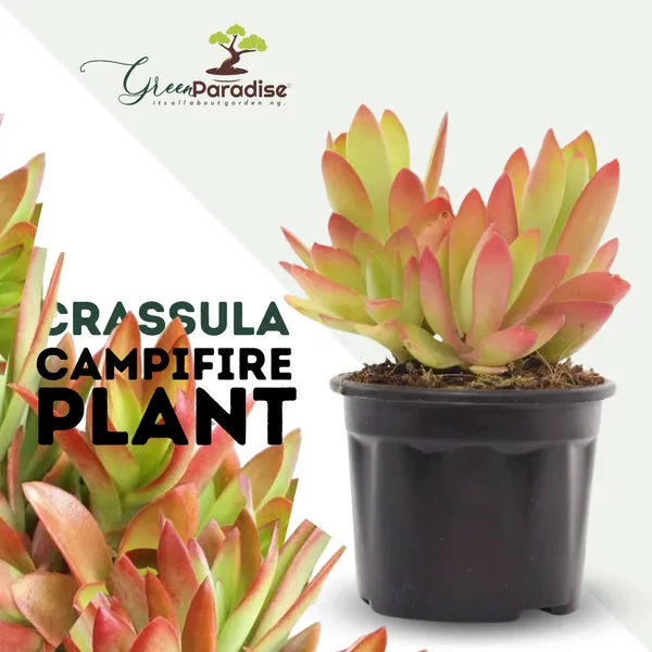 Crassula_Campfire_Plant_Default_Title