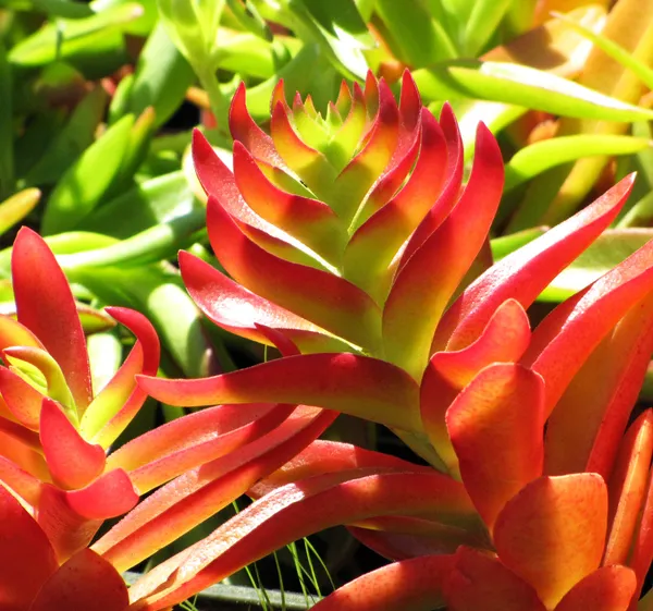Crassula_Campfire_Plant_Default_Title
