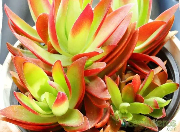 Crassula_Campfire_Plant_Default_Title