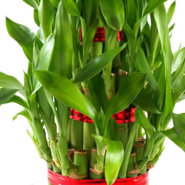 Air_Purifier_Lucky_Fengsui_Live_And_Healthy_3_Layer_Fengsui_Bamboo_Plant_Lucky_Plant_For_Home_And_Offices_Default_Title