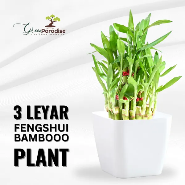 Air_Purifier_Lucky_Fengsui_Live_And_Healthy_3_Layer_Fengsui_Bamboo_Plant_Lucky_Plant_For_Home_And_Offices_Default_Title
