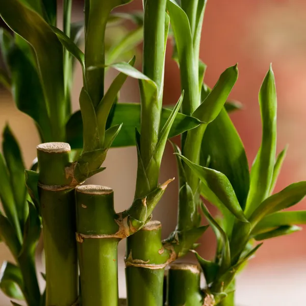 Air_Purifier_Lucky_Fengsui_Live_And_Healthy_3_Layer_Fengsui_Bamboo_Plant_Lucky_Plant_For_Home_And_Offices_Default_Title