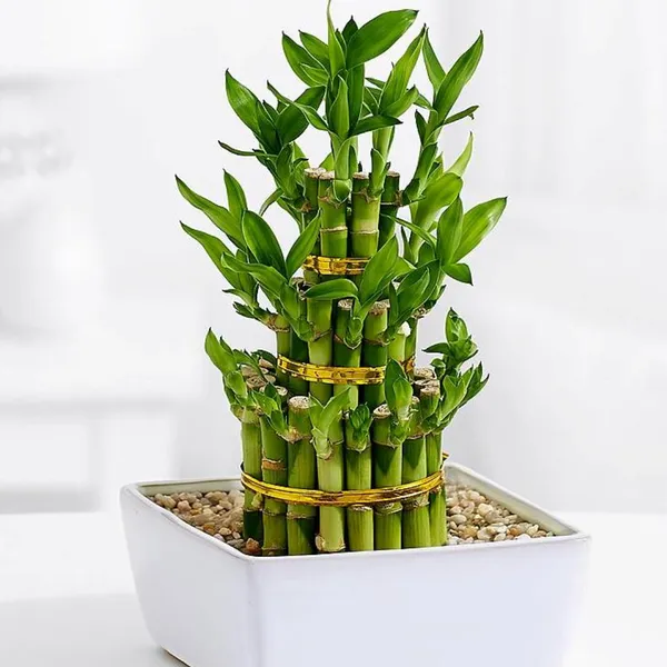 Air_Purifier_Lucky_Fengsui_Live_And_Healthy_3_Layer_Fengsui_Bamboo_Plant_Lucky_Plant_For_Home_And_Offices_Default_Title