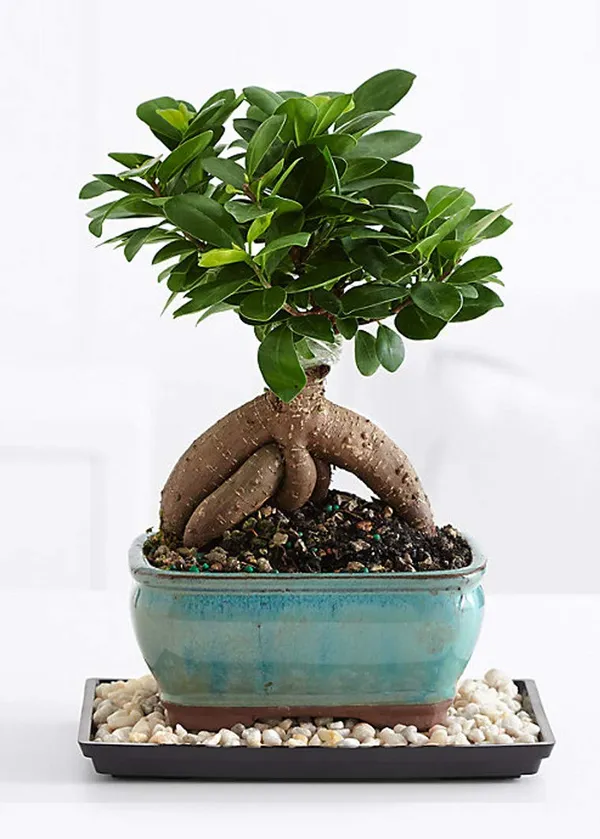 Mature_Ficus_Ginseng_Bonsai_With_Ceramic_Bonsai_Pot_Default_Title
