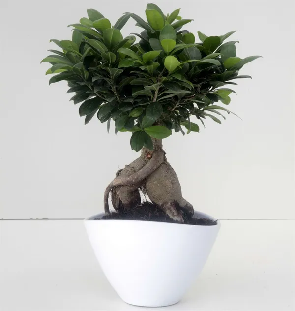 Mature_Ficus_Ginseng_Bonsai_With_Ceramic_Bonsai_Pot_Default_Title