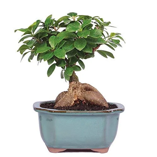 Mature_Ficus_Ginseng_Bonsai_With_Ceramic_Bonsai_Pot_Default_Title