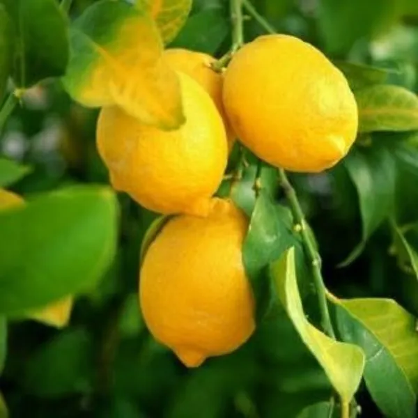 Meyer_Lemon_Original_F1plants_Default_Title